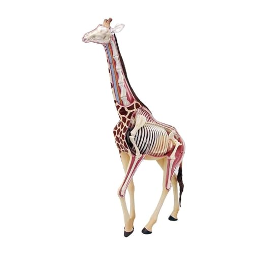 BALENFAY Anatomisches Giraffenmodell, Anatomie-Tiermodell mit herausnehmbaren 27 Organen for die Demonstration des Tierunterrichts, Tierklinik-Veterinärtraining, exquisites Anatomiemodell von BALENFAY