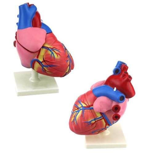 BALENFAY Anatomisches Herzmodell des Menschen - Herzanatomiemodell - 3-Fach vergrößert, for die biologische Ausbildung in der Mittelstufe von BALENFAY