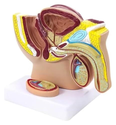 BALENFAY Anatomisches Modell der männlichen Beckenstruktur, männliches Becken mit Hoden, Modelldose, pädagogisches Organmodell, Körper von BALENFAY