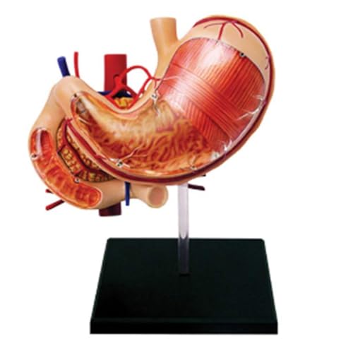 BALENFAY Anatomisches Modell des Magenorgans, anatomisches Modell menschlicher Organe - Abnehmbare 12-teilige wissenschaftliche Modelle der menschlichen Anatomie for das Unterrichtstrainingsmodell von BALENFAY