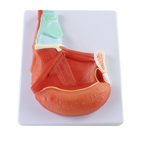 BALENFAY Anatomisches Modell des Zungenmuskels, Demonstrationsmodell des menschlichen Zungenmuskels mit digitalen Zeichen for das Lehrmodell der medizinischen Forschung von BALENFAY