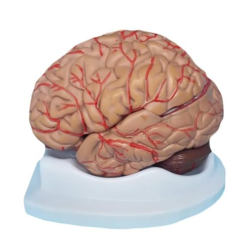 BALENFAY Anatomisches Modell des menschlichen Organs, Gehirnmodell, medizinisch-anatomisches Gehirnmodell, menschliches Gehirnmodell in Naturgröße als medizinische Ausbildungshilfe von BALENFAY