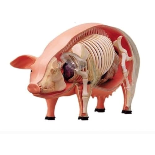 BALENFAY Anatomisches Schweinemodell, anatomische Modellbausätze, abnehmbares Viszeralmodell for eine Bildungsumgebung, Klassenzimmer, Ärzte oder die Praxis eines Physiotherapeuten von BALENFAY