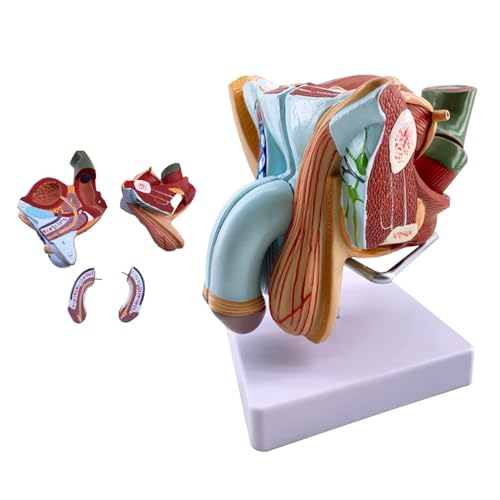 BALENFAY Fortpflanzungssystem, männliches Genitalorgan-Modell – menschliche Anatomie, männliches Perineum-Modell – for den Unterricht in der medizinischen Fakultät, menschliches Anatomie-Modell von BALENFAY