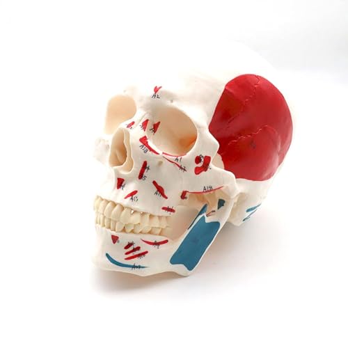BALENFAY Lebensgroßes medizinisches Schädelmodell, menschliches Skelett, Kopf, anatomisches Anatomiemodell mit Abnehmbarer Schädelkappe, Studien- und Lehrmaterial von BALENFAY