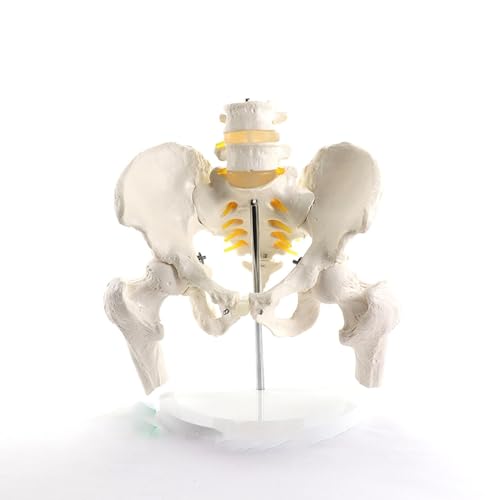BALENFAY Lebensgroßes menschliches Becken mit Zwei Lendenwirbeln und Oberschenkelknochenmodell, orthopädische Wirbelsäule, Skelettanatomie, medizinische Versorgung von BALENFAY