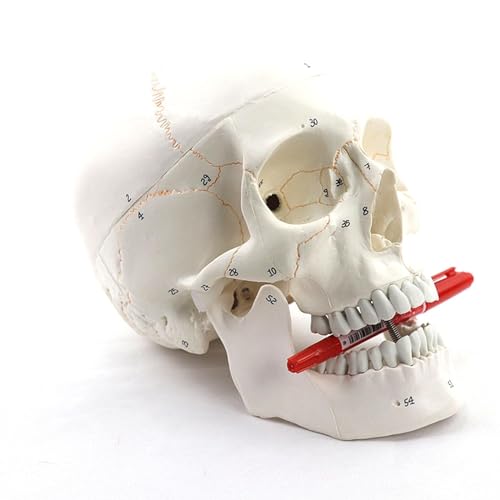 BALENFAY Medizinisches Schädelanatomiemodell Menschliches Anatomisches Modell Anatomisches Skelett Kopfmodell Studienbedarf Zahnärztliches Lehrmittel von BALENFAY