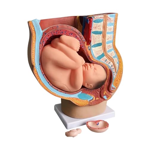 BALENFAY Menschliches Schwangerschaftsmodell for fetale Entwicklung, 9. Monat, embryonales Beckenmodell, Fötus, Fötus, Schwangerschaftsanatomie der Plazenta, PVC, 4 Teile von BALENFAY