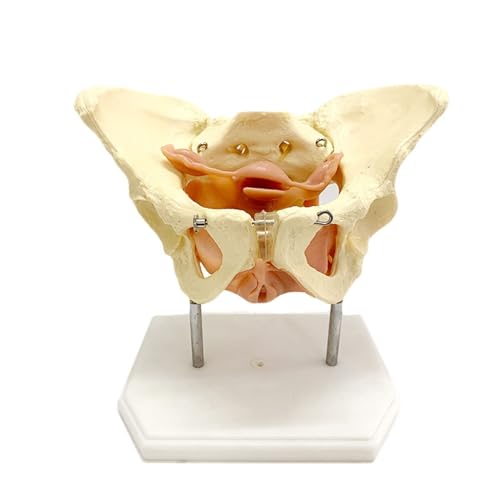 BALENFAY Menschliches weibliches Becken Beckenbodenmuskelmodell Anatomische Postpartale Reparatur Uterusmodell mütterliches Beckenmodell for medizinische Lehre und Studium von BALENFAY