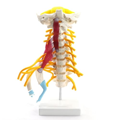 BALENFAY Modell der menschlichen Halswirbelsäule mit Muskeln, Halswirbel, Arteria, Wirbelsäule, Spinalnerven, anatomisches Modell, Anatomie for die Wissenschaft, Modell von BALENFAY