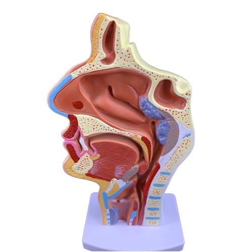 BALENFAY Mund Nase Rachen Rachen Bildung Menschlichen Körper Anatomie HNO Modell Studie Modell Pathologie Nase Rachen Vergrößern Die Anatomische Modell der Menschlichen Organe von BALENFAY