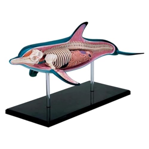 BALENFAY Organmodell, Delfin-Anatomiemodell, Skelettmodell, Anatomiemodell, abnehmbares Organ und Körper, 18 Teile, Tiermodell for medizinische Demonstration von BALENFAY
