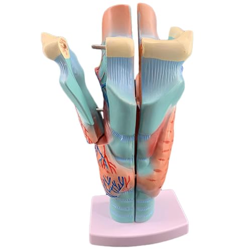 Halsorganmodell - 2-fache Vergrößerung, menschliches Kehlkopfgelenkmodell - Professionelles vergrößertes anatomisches Halsmodell eines menschlichen Organs in Lebensgröße - Abnehmbares 5-teiliges von BALENFAY