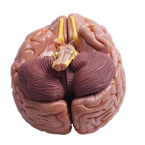 Medizinisch-anatomisches Modell des menschlichen Gehirns, anatomisches Gehirnmodell menschlicher Organe, abnehmbares 8-teiliges Modell des menschlichen Gehirns mit Arterien, Demonstration der medizini von BALENFAY