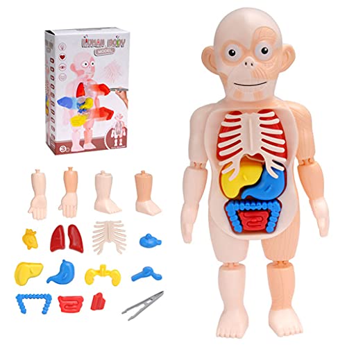 BAYORE 1Set Montessori Lernressource 3D Körperpuzzle Sensorisches Stapeln Menschliche Anatomie Orgelmodell Montagemodell Modell Für Kinder Modellanatomie von BAYORE