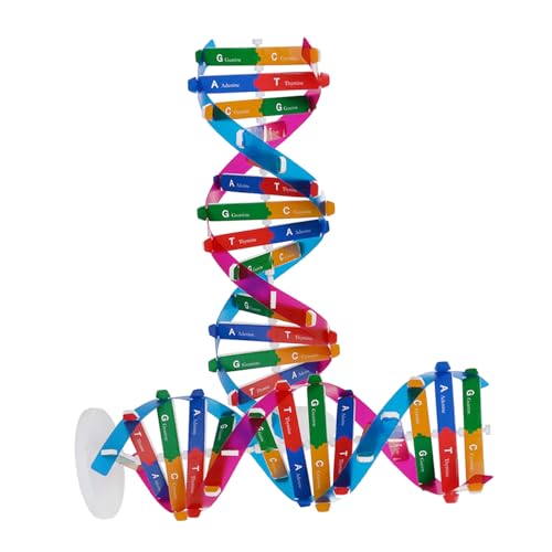 BCOATH 2 Stück DNA Modell Doppelhelix Bausatz Genetik Unterrichtsmodell Biologie Lehrmittel für Schüler Wissenschaftliches Lernspielzeug für Experimente und Anatomie BCOATH 2 Stück DNA Modell Doppelhelix Bausatz Genetik Unterrichtsmodell Biologie Lehrmittel für Schüler Wissenschaftliches Lernspielzeug für Experimente und Anatomie von BCOATH