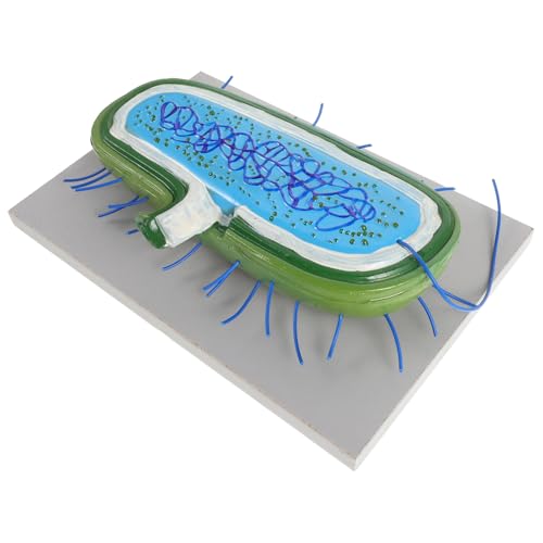 BCOATH Zellmodelle Für Den Biologieunterricht Detailliertes Anzeigemodell 3D-Modell von BCOATH