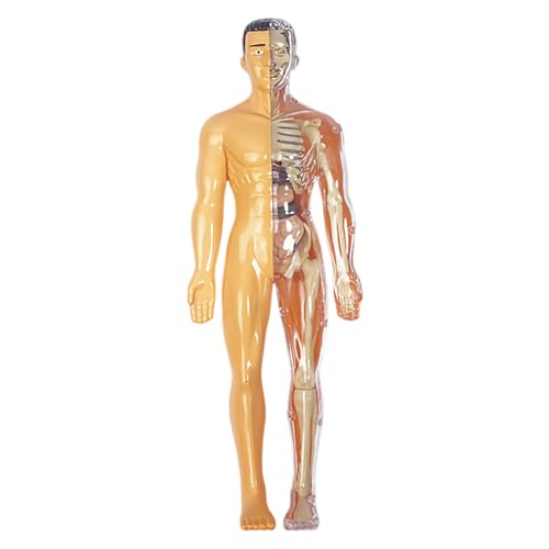 Menschliche Anatomie für Kinder, menschliches Körpermodell für Kinder, realistisches menschliches Anatomie -Modell, DIY -abnehmbares menschliches Körpermodell, Bildungshumme Anatomie für Kinder, mens von BEAHING