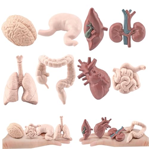 Modell des menschlichen Anatomie, menschliches Organmodell 8PCS/SET Simuliertes menschliches Körpermodell umfasst Gehirn, Leber, Magen und mehr, realistisches menschliches Anatomiemodell für Hallowee von BEAHING