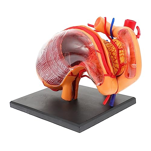 BELLIFFY 1 Stück Anatomisches Magenmodell Medizinisches Demonstrationsmodell Für Schule Und Unterricht Ideal Für Anatomie Studien Und Medizinische Schulungen Hochwertiges Design von BELLIFFY