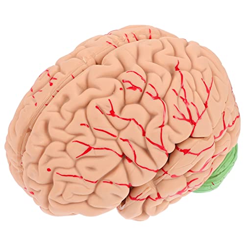 BELLIFFY 1Stk Modell der Gehirnanatomie Puzzle des menschlichen Körpers Anatomie-Kit des Menschen Gehirnmodell Gehirn Lehrmodell schaufensterpuppe Lehrmodell des menschlichen Gehirns PVC von BELLIFFY