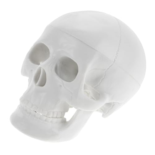 BELLIFFY Mini Schädel Modell Anatomisches Lehrmodell Für Halloween Dekoration Gruselige Skelett Deko Für Partys Und Veranstaltungen Ornament Für Kreative Gestaltungen von BELLIFFY