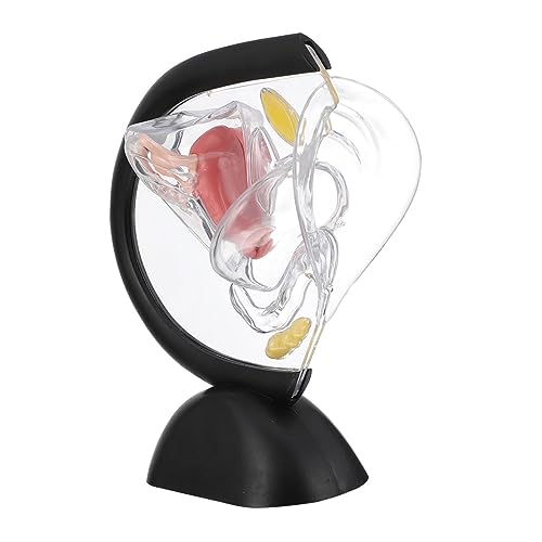 BELLIFFY Transparentes Uterus-Modell Frauenorganstrukturmodell sichtbares Uterusmodell weiblich Gebärmuttermodell Transparentes Uterusmodell werkzeug Lehrmittel menschliches Organmodell PVC von BELLIFFY