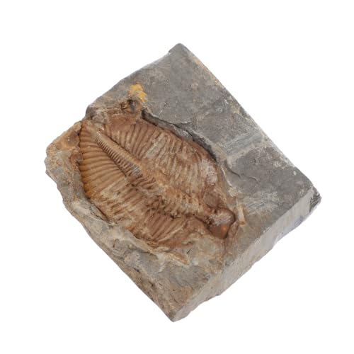 BELLIFFY Trilobiten- Trilobiten-ornament Skulptur Dekor -dekor Meeresschmuck Aus Echten Trilobiten Künstliches Trilobit-modell Meeresdekor Trilobiten-skelettmodell Ausbildung von BELLIFFY