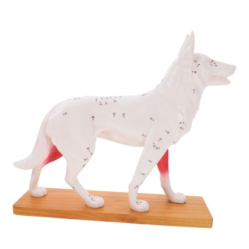 BELLIFFY akupunkturpunktmodell für hunde Plüsch Hund Modell Anatomie Haustier Hundemodell Hundeanatomiemodell schulisches Lehrmittel Hundeakupunkturmodell Akupunktur-Trainingsmodell PVC von BELLIFFY