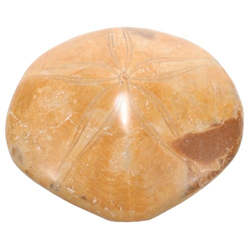 BELLIFFY fossiles Exemplar Seestern-Ornament natürlicher Seestern fossilien sammeltassen decor ziernieten verkleidung sammlerstücke Seestern zur Dekoration paläontologisch Seestern-Dekor von BELLIFFY