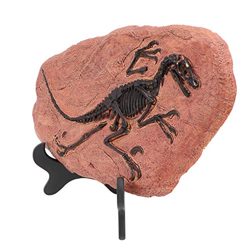 BESPORTBLE 1stk Dinosaurier Fossile Ornamente Kinderspielzeug Spielzeuge Modell Spielzeug Velociraptor Skelettanzeige Knochenstatue Wohnkultur Figuren Dekor Skulptur Raubvogel Puzzle Harz von BESPORTBLE