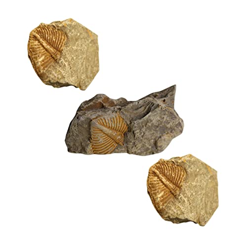 BESTYASH 3 Stück Teiliges Fossilien mit Echten Trilobiten Schwänzen Naturgetreue Fossilien Dekoration und Pädagogische Sammlerstücke für Haus Büro und Kinderunterricht BESTYASH 3 Stück Teiliges Fossilien mit Echten Trilobiten Schwänzen Naturgetreue Fossilien Dekoration und Pädagogische Sammlerstücke für Haus Büro und Kinderunterricht von BESTYASH