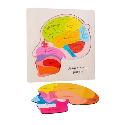 BESTonZON 1 Satz Gehirnstruktur-Puzzle Montessori-rätsel Anatomie-rätsel Puzzle-lernspielzeug Für Vorschulkinder Menschlicher Körper Puzzle Für Kinder Körper-peg-Puzzle Gehirnrätsel Holz von BESTonZON