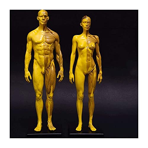 Anatomiemodell für den naturwissenschaftlichen Unt 11,8 Zoll (30 cm) Human Anatomie Figur Menschliches Körper Muskuloskelettal Anatomisches Modell for Studie und Unterricht Männlich (Größe: 30 cm) von BROHN