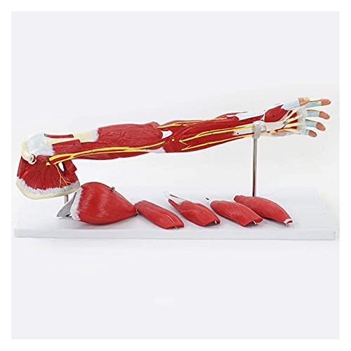 Anatomiemodell für den naturwissenschaftlichen Unt 3D Wissenschaft Human Anatomie Oberes Gliedmaßen Muskel Vaskuläre Nervenmodell Arm Muskelbewegung Anatomisches Modell (Größe: 71x9x17cm) von BROHN