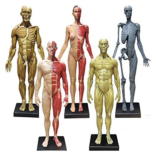 Anatomiemodell für den naturwissenschaftlichen Unt Anatomie-Figur Menschliches Muskel-Skeleton anatomisches Modell Schaufensterpuppe Zeichnung Figuren Menschliches Muskelknochenmodell (Größe: 60cm) von BROHN
