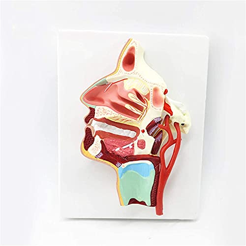 Anatomiemodell für den naturwissenschaftlichen Unt Anatomie Oral-Nasen-Hals-Gefäß- und Nervenmodell-Humanorgans anatomisches Modell vaskulärer Nerven-PVC-Modell (Größe: 13x3.5x0,5cm) von BROHN