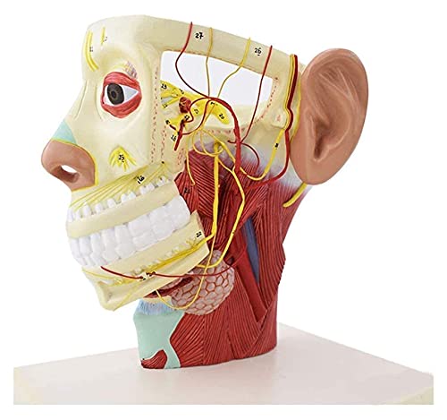 Anatomiemodell für den naturwissenschaftlichen Unt Anatomisches Modell Menschlicher Kopf Modell Human Anatomical Hälfte Kopf Gesicht Anatomie Hirnhals Median Sektion Studium Modell von BROHN