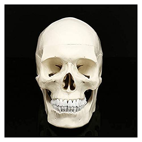 Anatomiemodell für den naturwissenschaftlichen Unt Anatomisches Modell der Medizin Modell Menschlicher Kopf Schädelschädel Human Anatomy Head of Anatomy-Studie (Größe: 19x15x21cm) von BROHN
