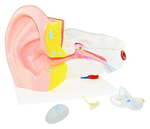 Anatomiemodell für den naturwissenschaftlichen Unt EAR Human Anatomisches Modell, 6-fach größere menschliche Körperorgan Anatomie PVC Kunststoff-medizinisches Lehrmittel-Werkzeug von BROHN