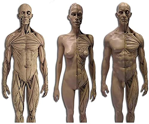Anatomiemodell für den naturwissenschaftlichen Unt Human Anatomical Anatomie Schädel Kopf Körper Muskeln Knochenharz Modell Medizinische Schädel Büste Malerei Referenz Neutrale Kunst (Größe: 30 cm) von BROHN