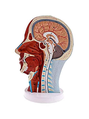 Anatomiemodell für den naturwissenschaftlichen Unt Human Anatomical Hälfte Kopf Gesicht Anatomie medizinische Gehirnhals Median Sektion Studieren Modell Nerven Blutgefäß for Unterricht von BROHN