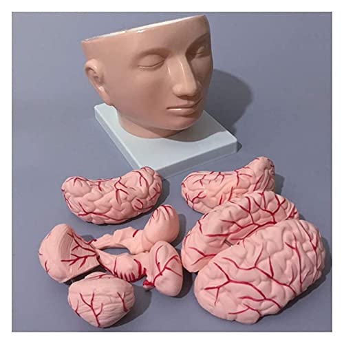 Anatomiemodell für den naturwissenschaftlichen Unt Human Anatomy Head Skull Hirn Cerebral Arterie Anatomisches Modell for Studienanzeige Lehre medizinisches Modell von BROHN