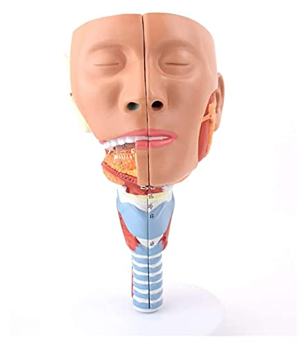 Anatomiemodell für den naturwissenschaftlichen Unt Human Anatomy Nasopharyngeal Pharynx Muskeln Anatomische Modell Circulopharynx Muscle Rehabilitation von BROHN