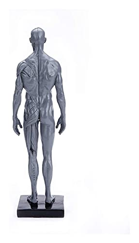 Anatomiemodell für den naturwissenschaftlichen Unt Human Anatomy-Schädelkopfkörper-Muskupfenkelettharz-Modell 30 cm (Orgelmodell ist erforderlich, bitte E-Mail) (Größe: 30 cm) von BROHN