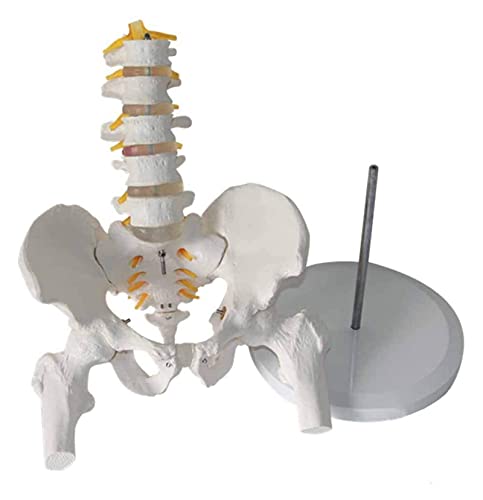 Anatomiemodell für den naturwissenschaftlichen Unt Lendenwirbelsäule Modell mit Beckenbein Knochen menschlicher Anatomie abnehmbar PVC Kunststoff-Schulungshilfe (Größe: 11.6x11x9.5cm) von BROHN