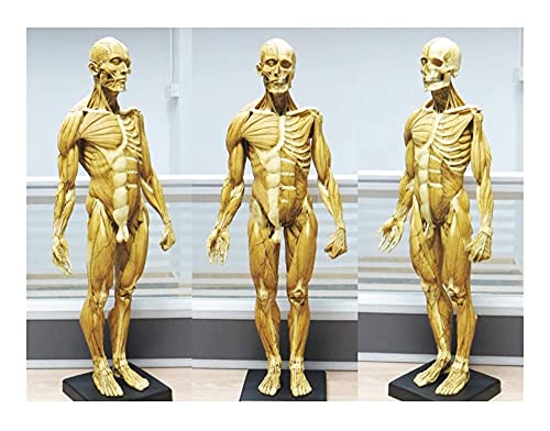 Anatomiemodell für den naturwissenschaftlichen Unt Männliche Anatomie-Figur Human-Muskel-Skelett anatomische Modell-Malerei-Skulptur Anatomische Referenz for Künstler (Größe: 60cm) von BROHN