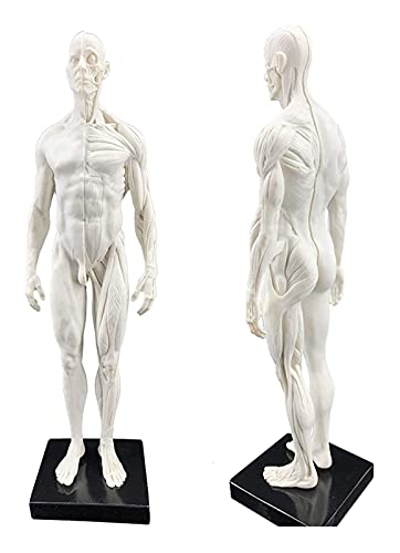 Anatomiemodell für den naturwissenschaftlichen Unt Männliche Anatomie Figure Human Anatomische Muskelknochen Modell Harz Material Menschliches Körper Muskuloskelett Anatomisches Modell (Größe: 30 cm) von BROHN