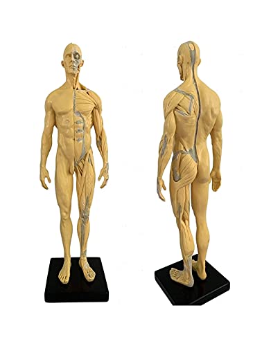 Anatomiemodell für den naturwissenschaftlichen Unt Männliche Anatomie Figure Menschliche Muskelknochen Modell Kunst Skizze Malerei Skulptur Menschlicher Körper Schädel Kopf Muskeln Modell (Größe: 30 c von BROHN
