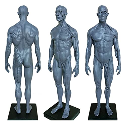 Anatomiemodell für den naturwissenschaftlichen Unt Männliche Anatomiefigur, menschliches Körper Muskuloskelettal Anatomisches Modell for Wissenschaft Klassenzimmerstudie und Unterricht (Größe: 30cm) von BROHN